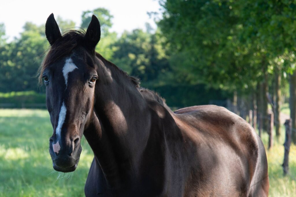 Tennessee Walking Horse