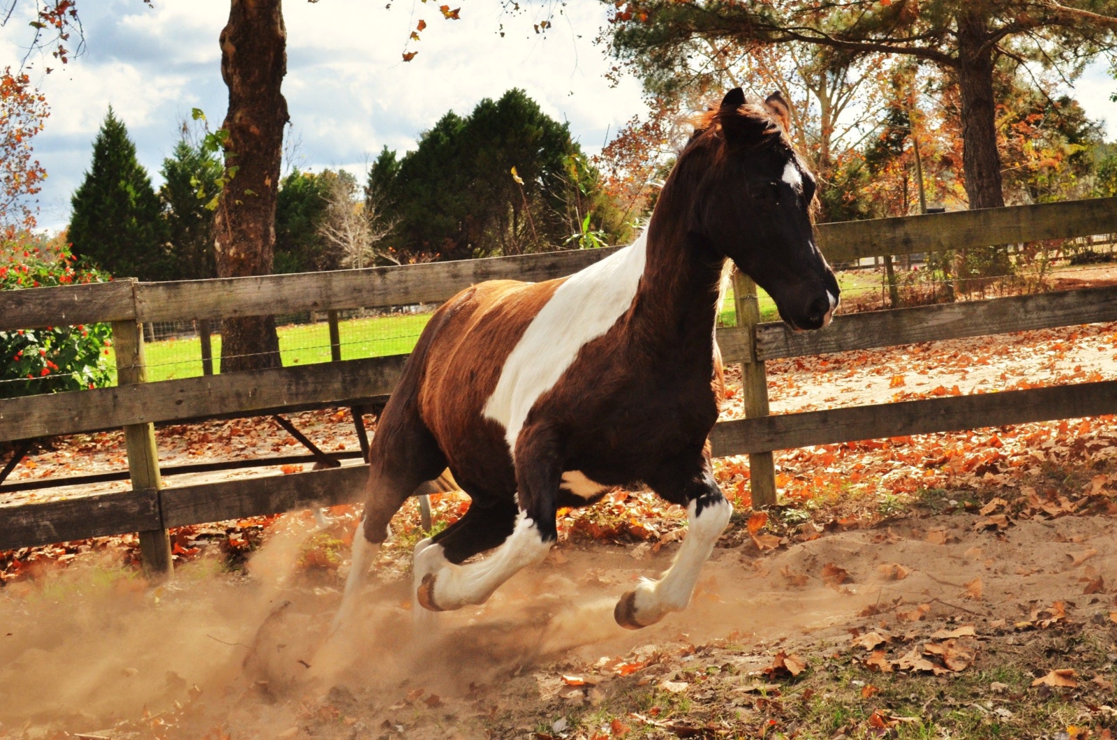 Tennessee Walking Horse