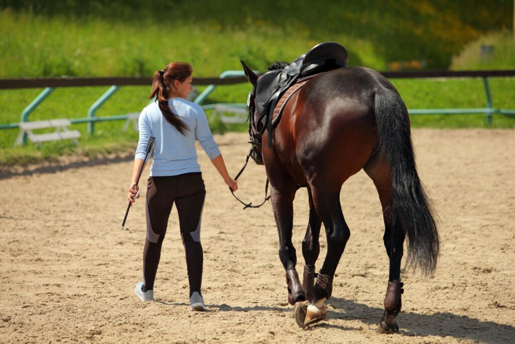 Tennessee Walking Horse