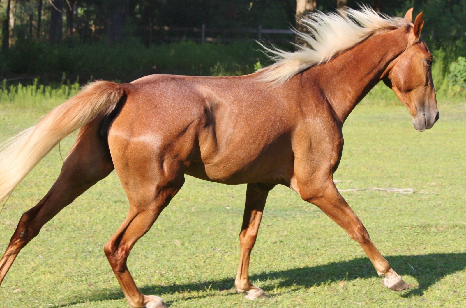 Tennessee Walking Horse