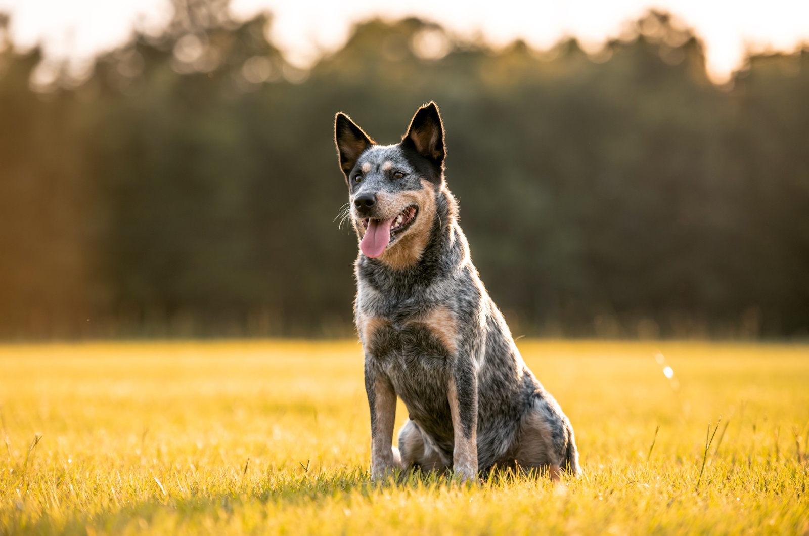 The Australian Cattle Dog