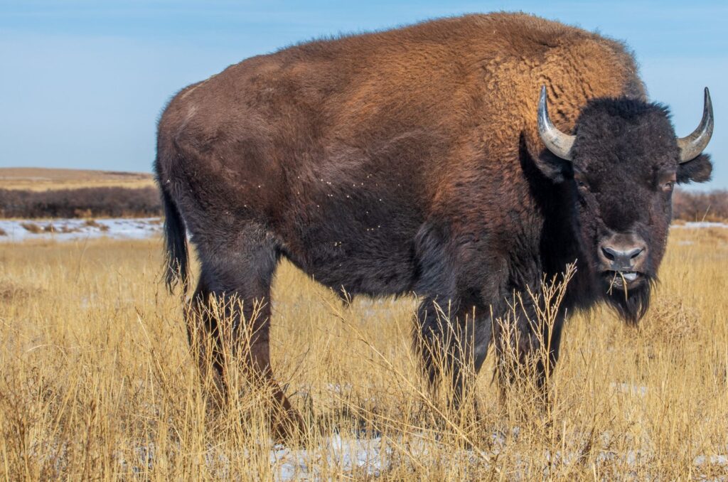 The Bison