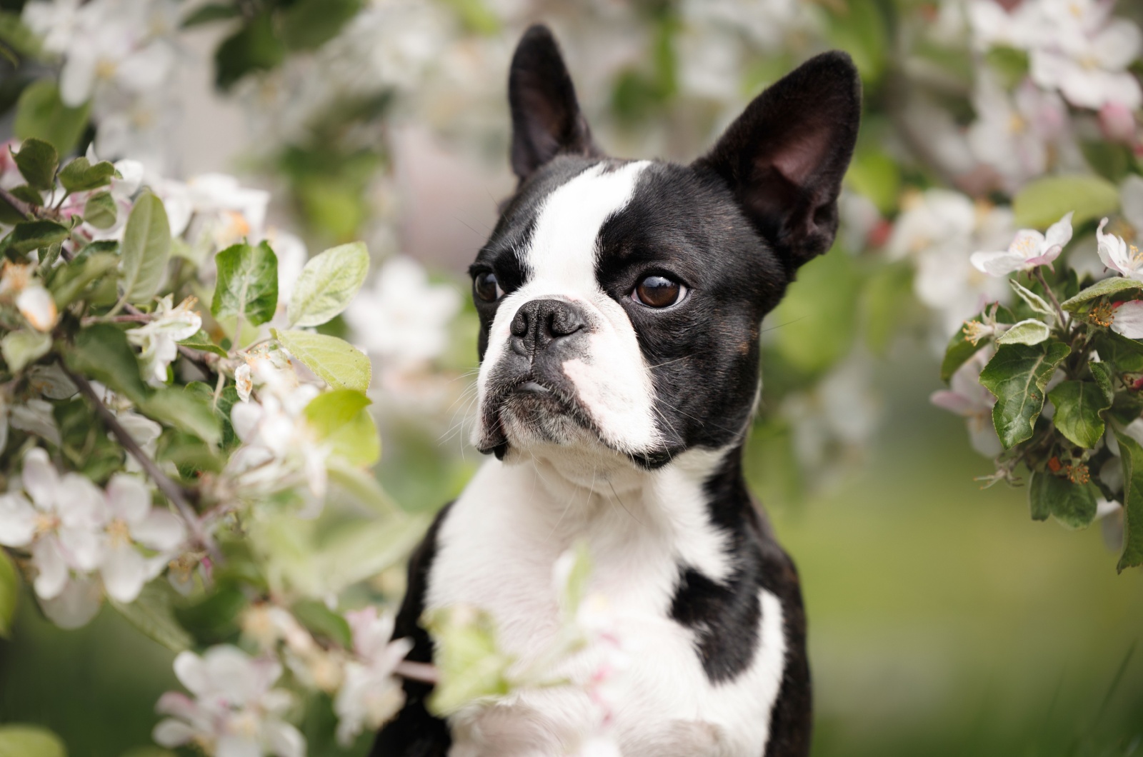 The Boston Terrier