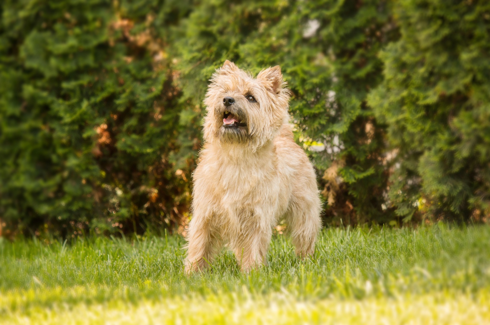 The Cairn Terrier