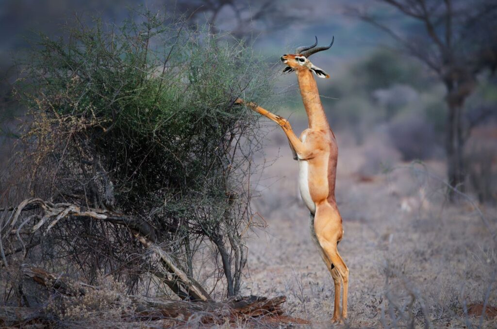 The Gerenuk