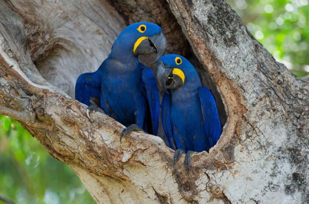 The Hyacinth Macaw