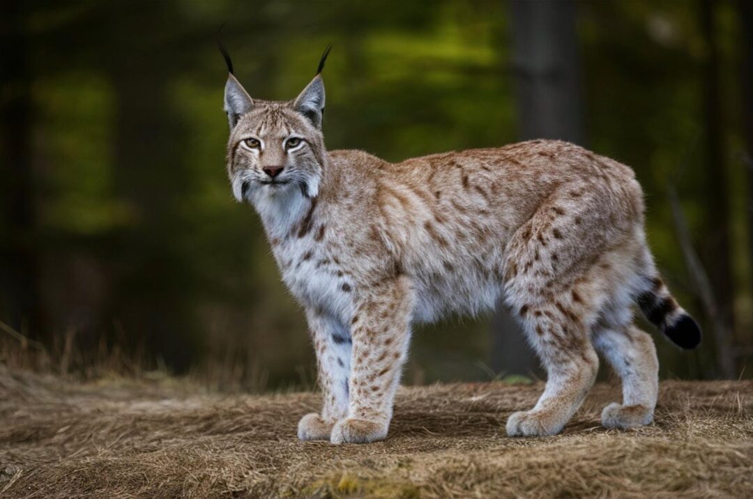 Resilient Animals 13 Resilient Animals That Lived Through The Ice Age