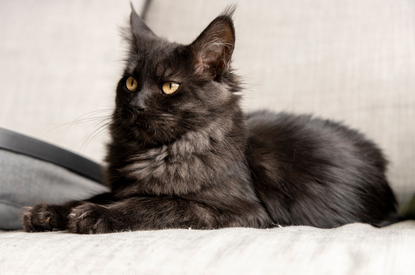 The Maine Coon kitten