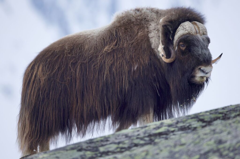 The Muskox