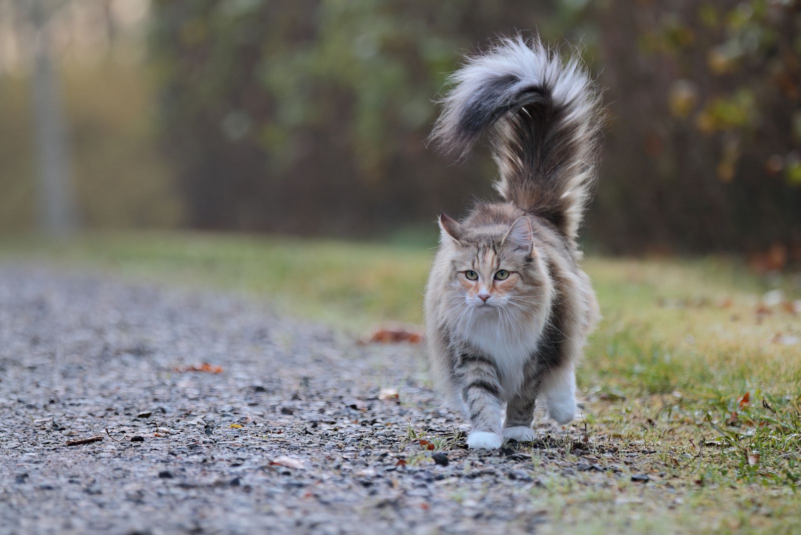 The Norwegian Forest Cat