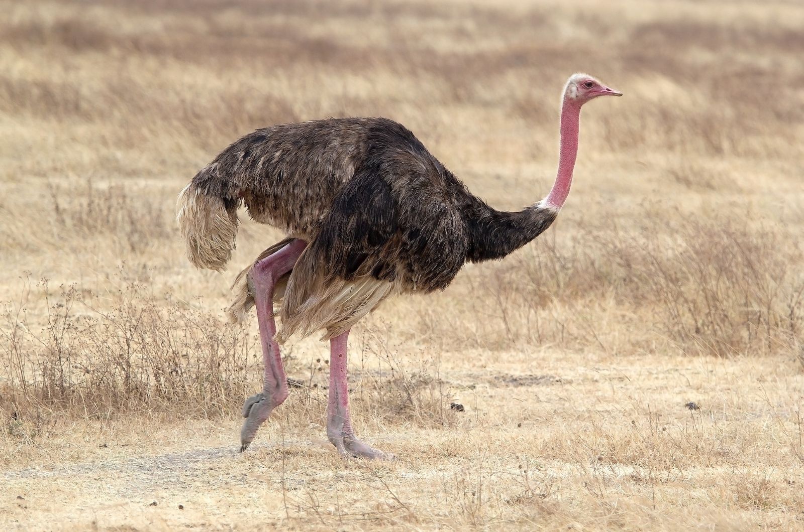 The Ostrich