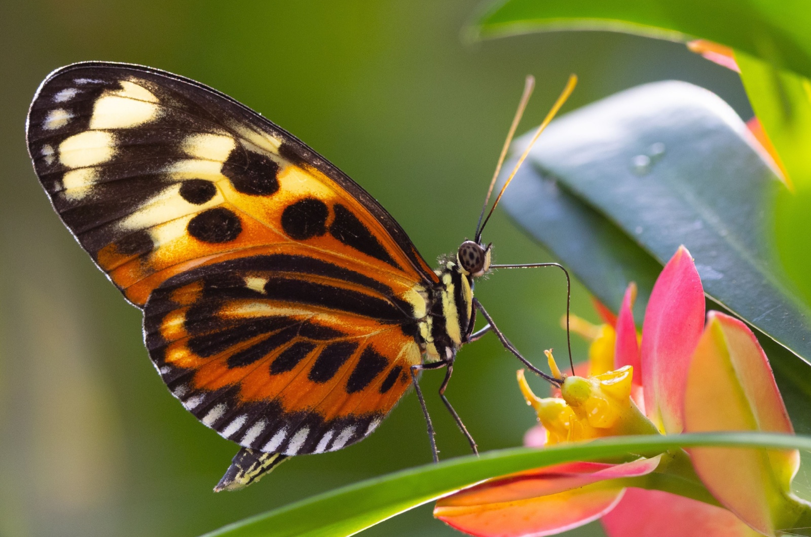 The Painted Lady Butterfly