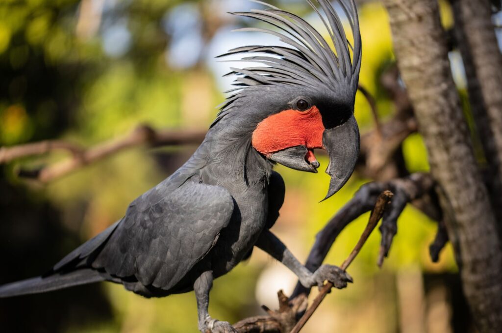 The Palm Cockatoo