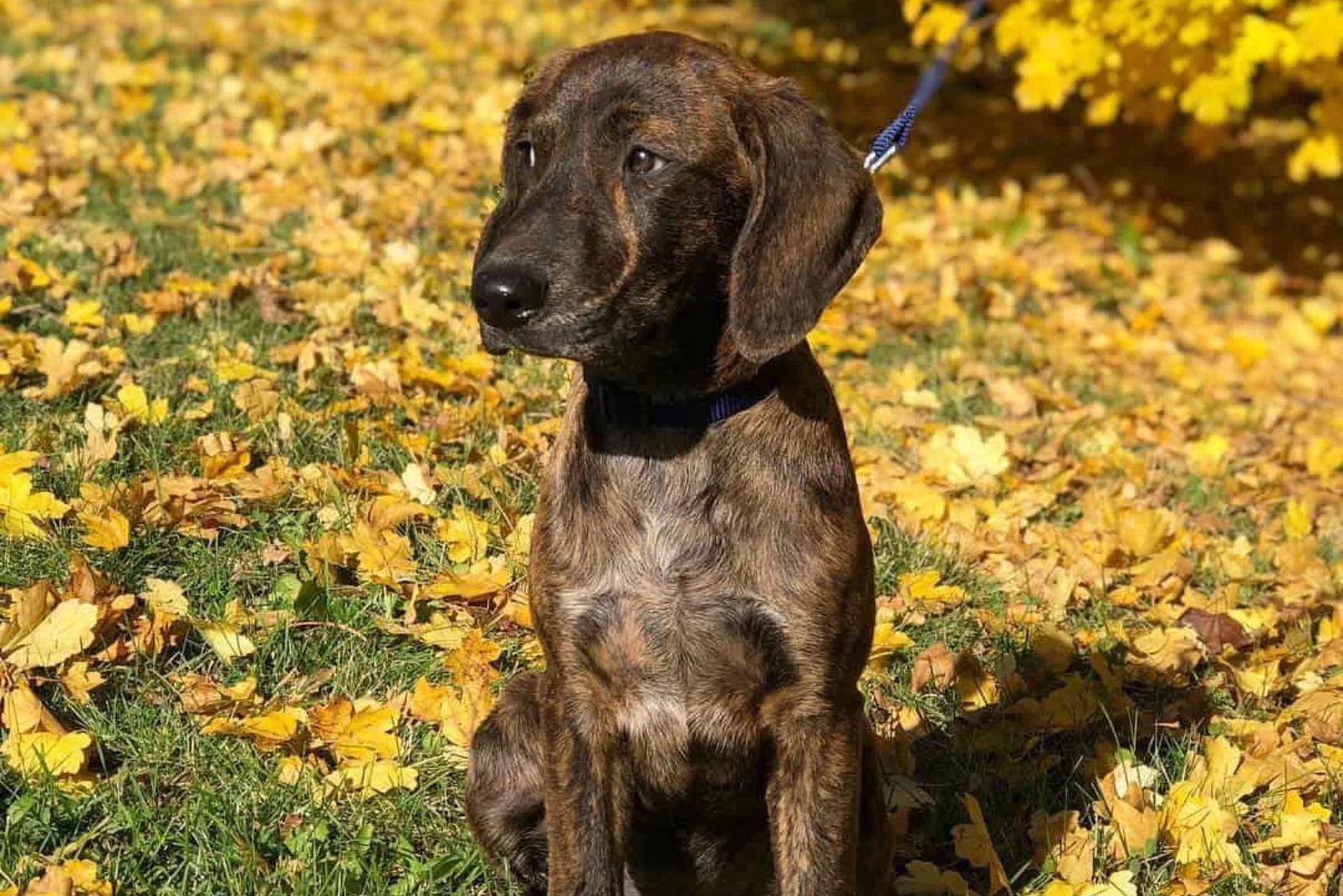 The Plott Hound