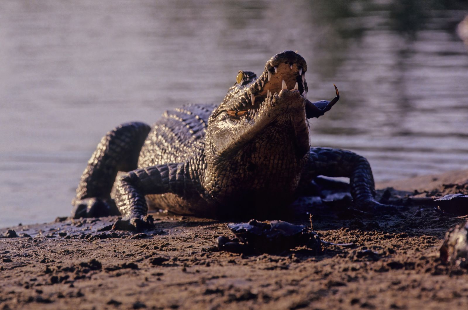 The Saltwater Crocodile