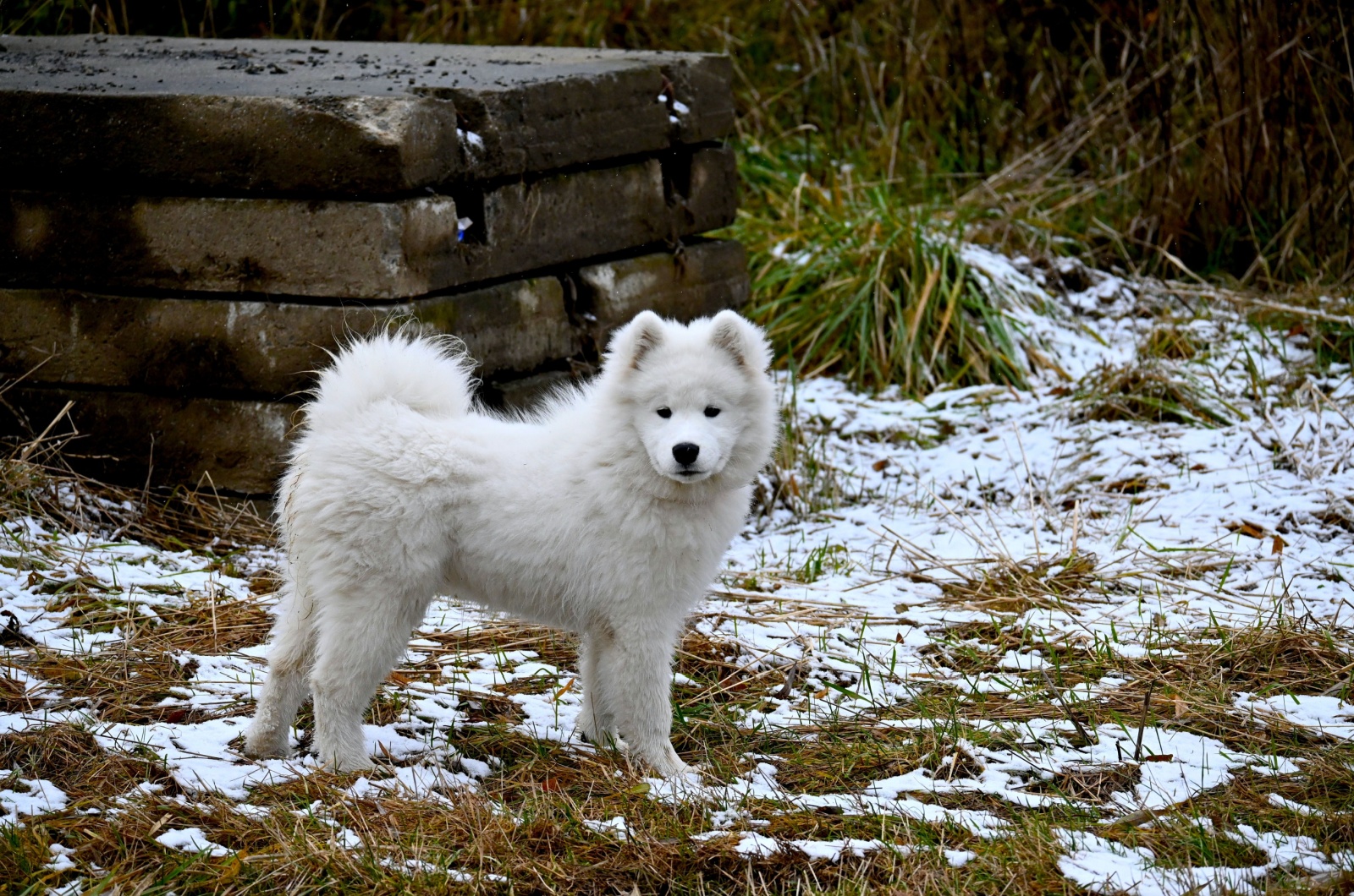 The Samoyed