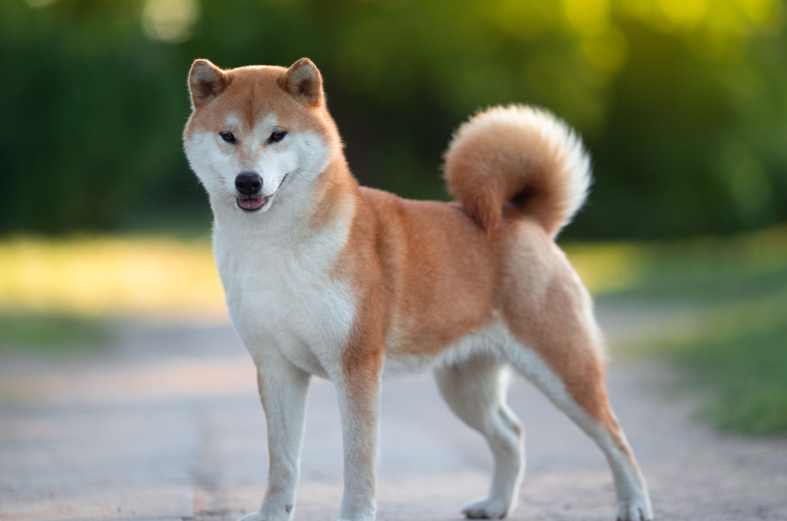 The Shiba Inu