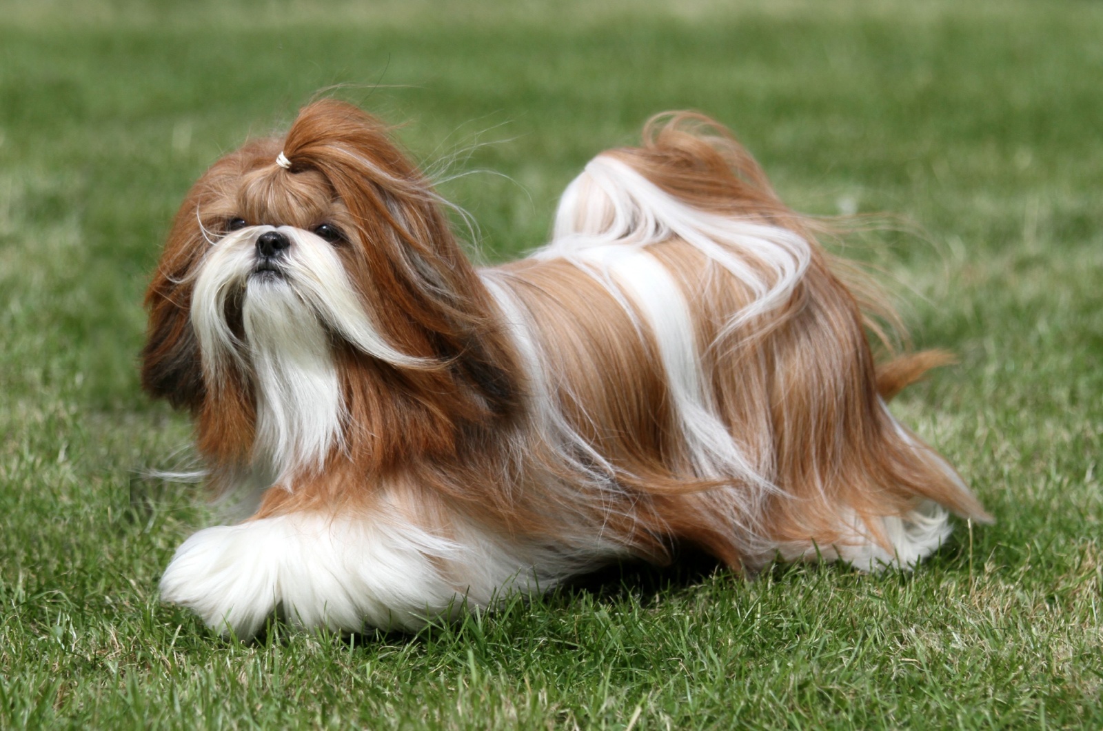 The Shih Tzu