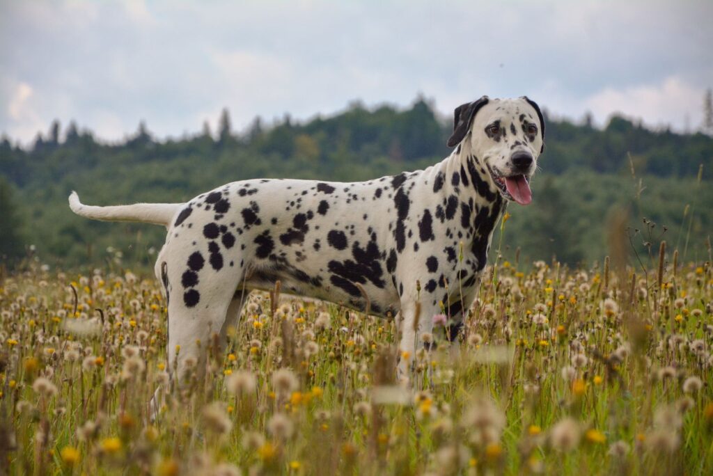 The Spotted Coat Pattern