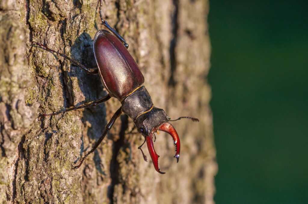 The Stag Beetle