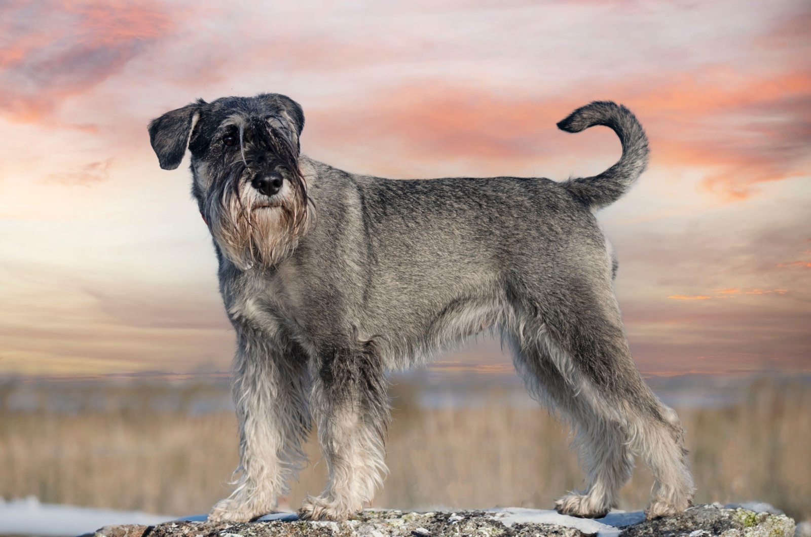 The Standard Schnauze