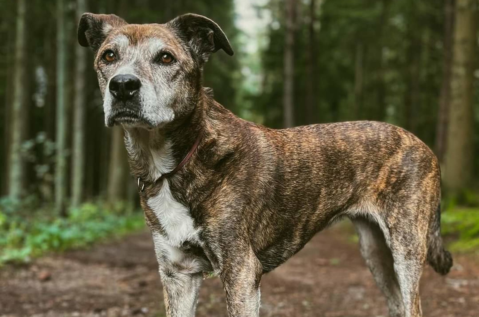 The Treeing Tennessee Brindle