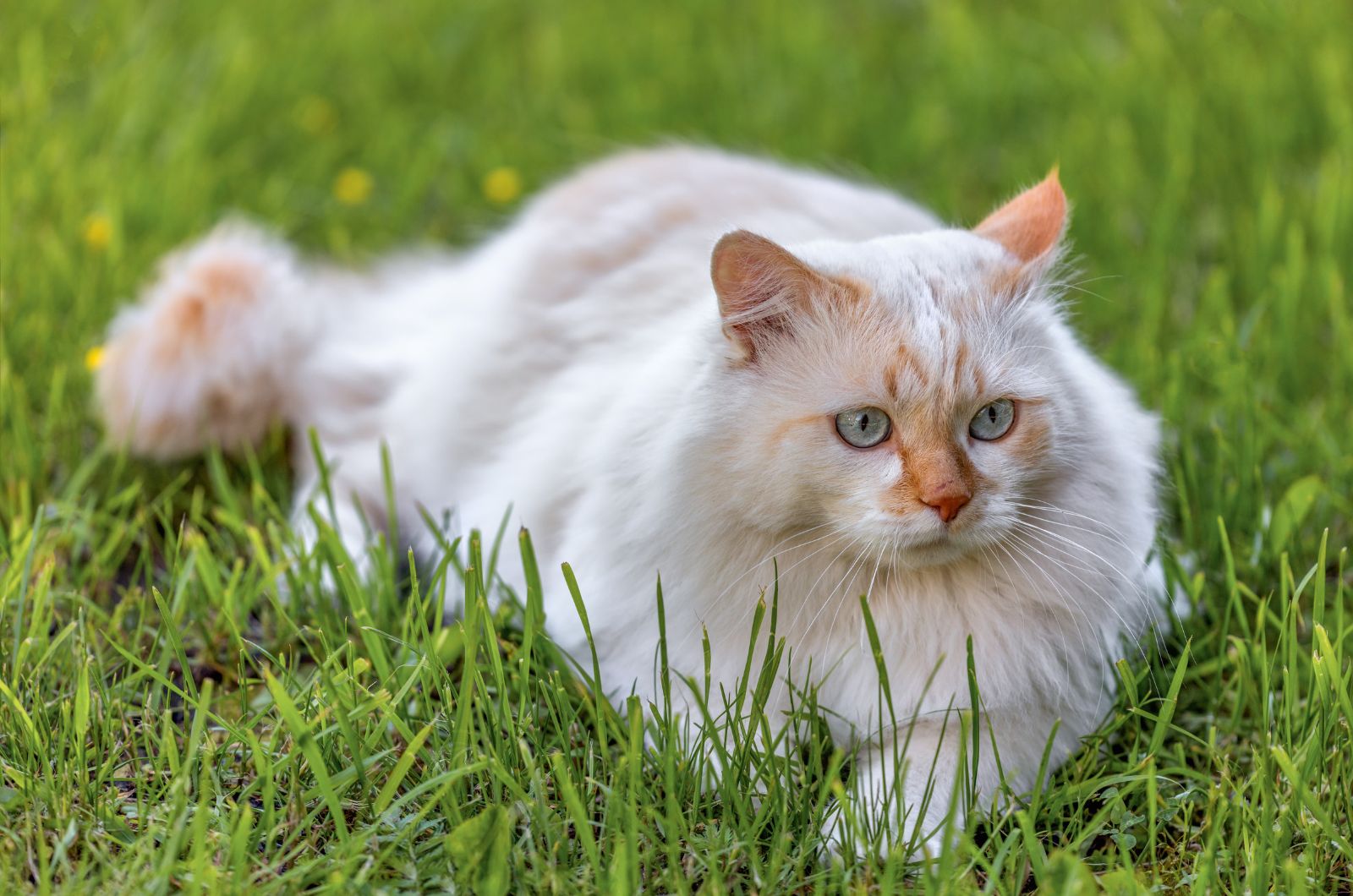 The Turkish Van