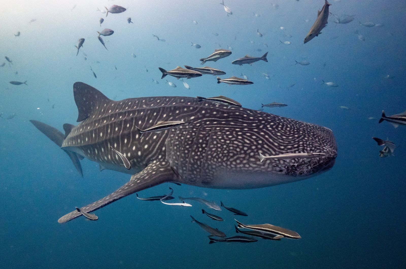 The Whale Shark