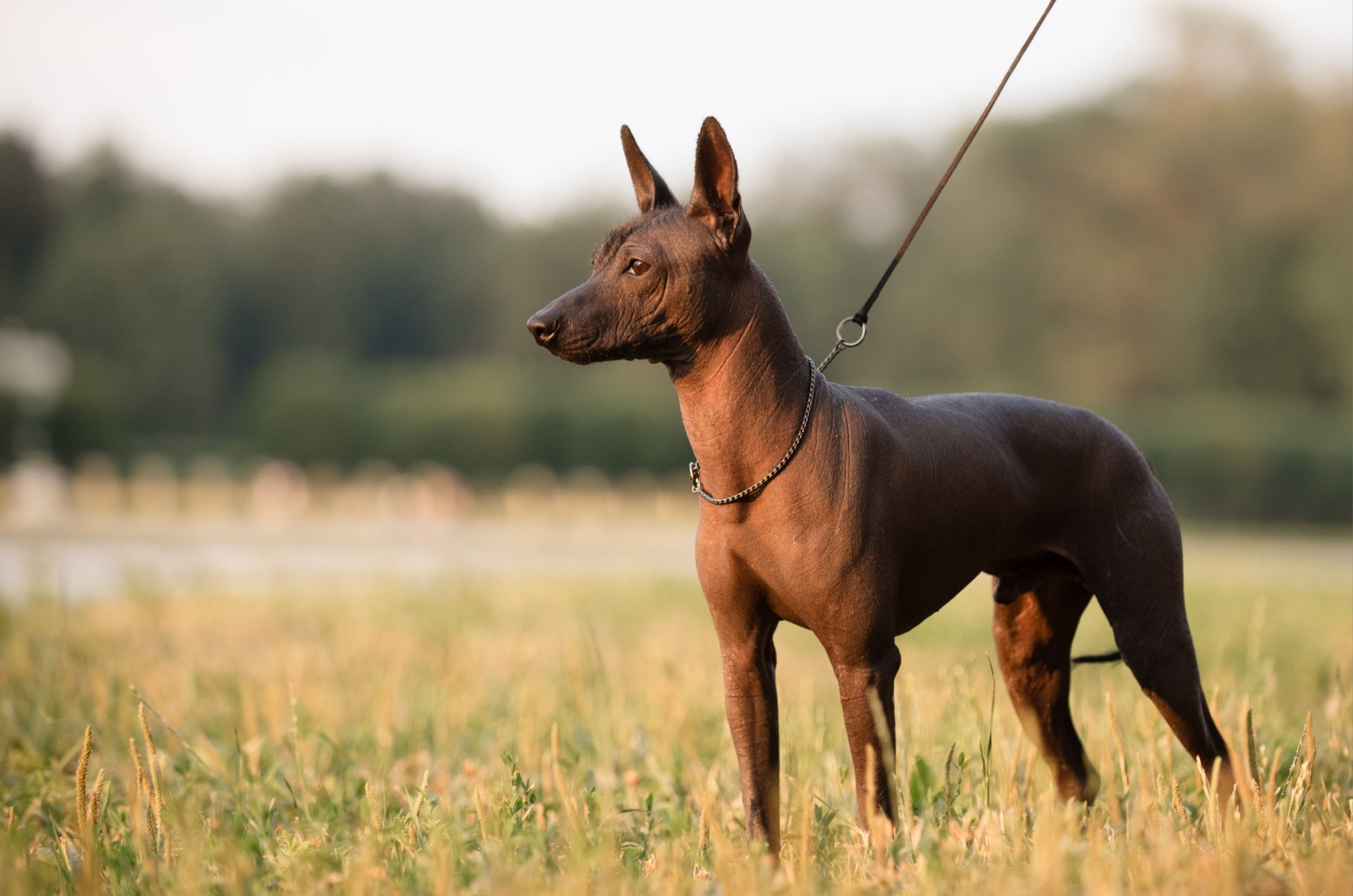 The Xoloitzcuintli