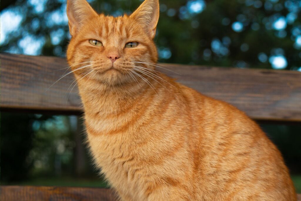 The cat is sitting on the bench