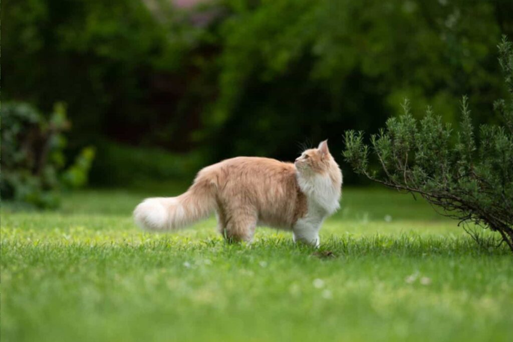 The cat is standing on the grass and looking around.