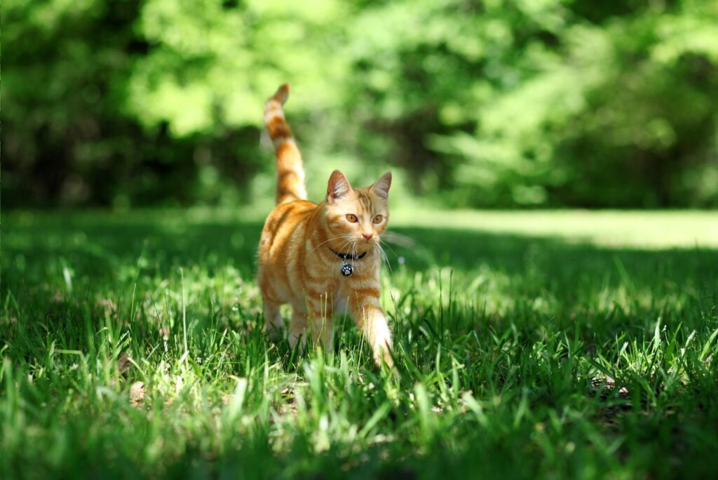 The cat is walking on the grass.