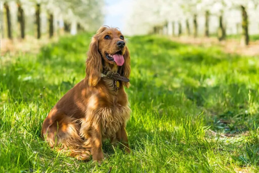 The dog is standing in the garden on the green grass.