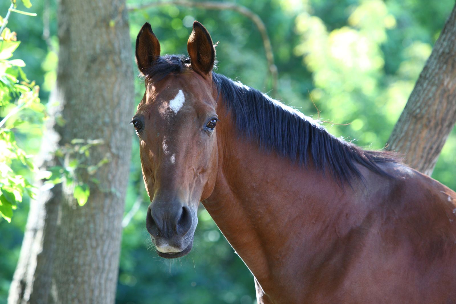 Thoroughbred Horse