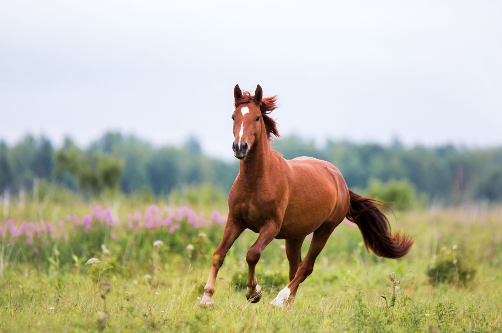 Thoroughbred horse