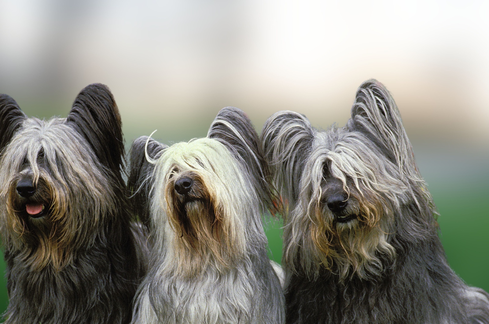 Three Skye Terriers