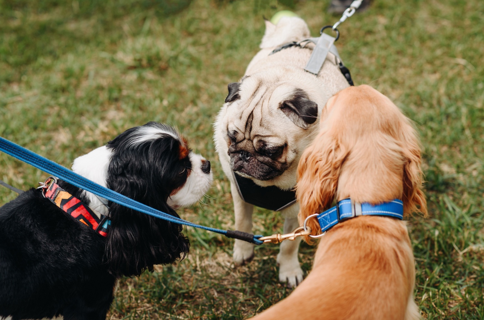 Three dogs in park