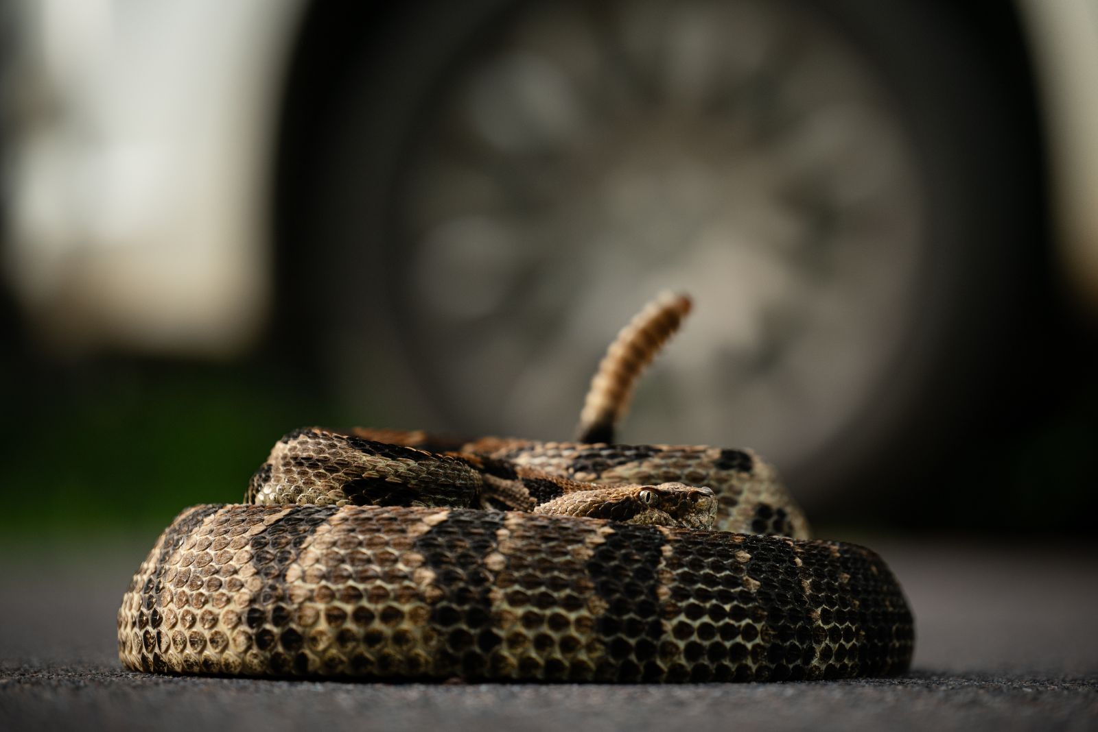 Timber Rattlesnake