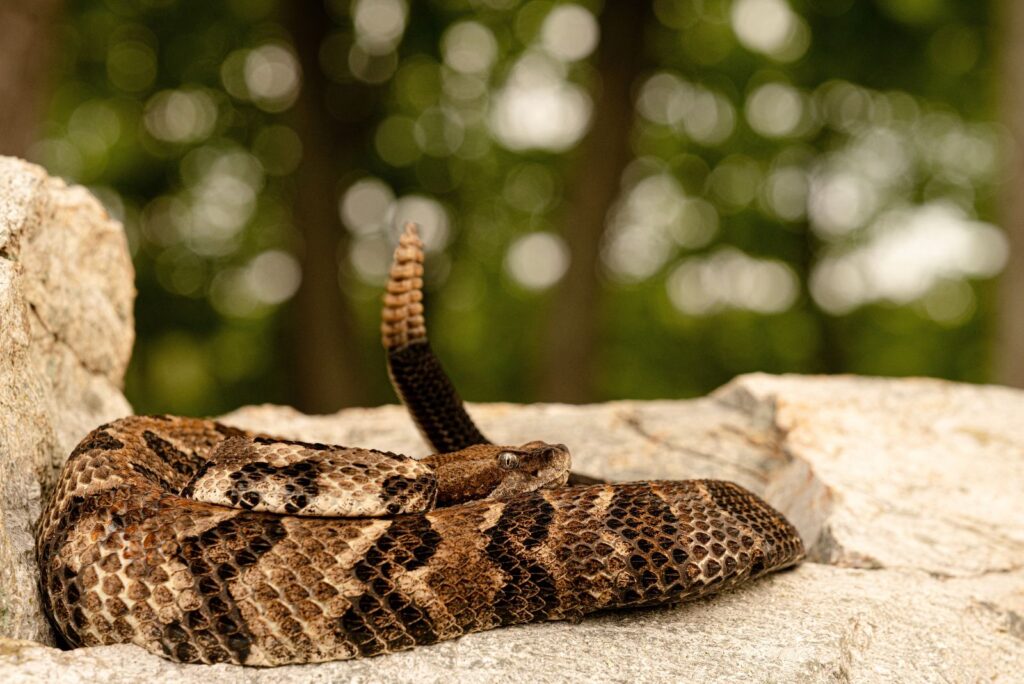 Timber Rattlesnake