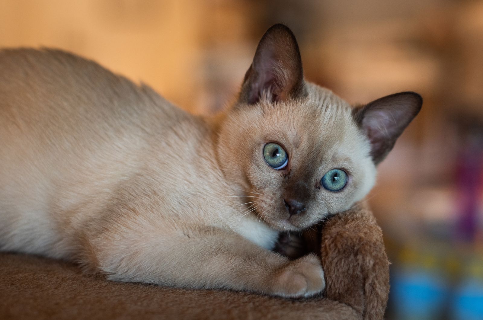 Tonkinese Cat