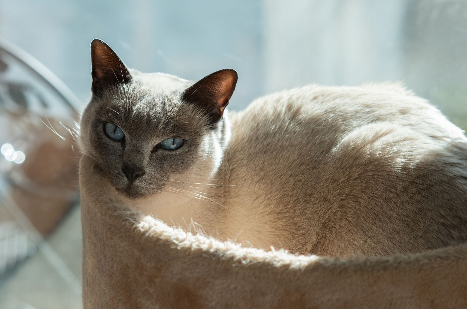 Tonkinese