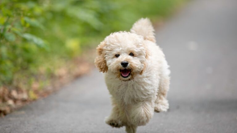 Cute dog walking