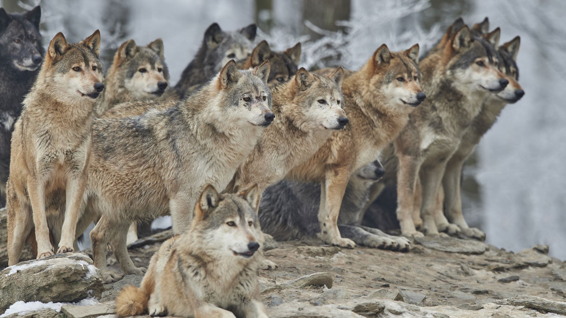 pack of wolves