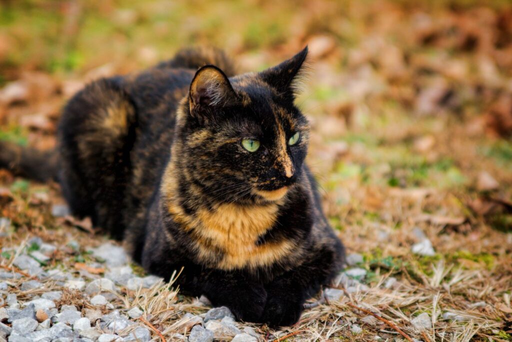 Tortoiseshell