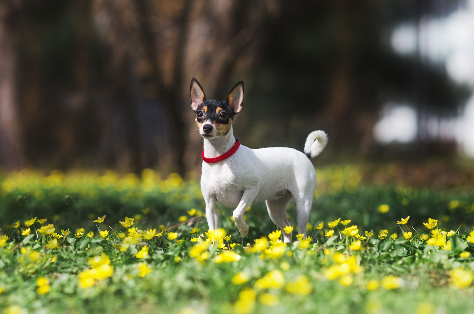 Toy Fox Terrier