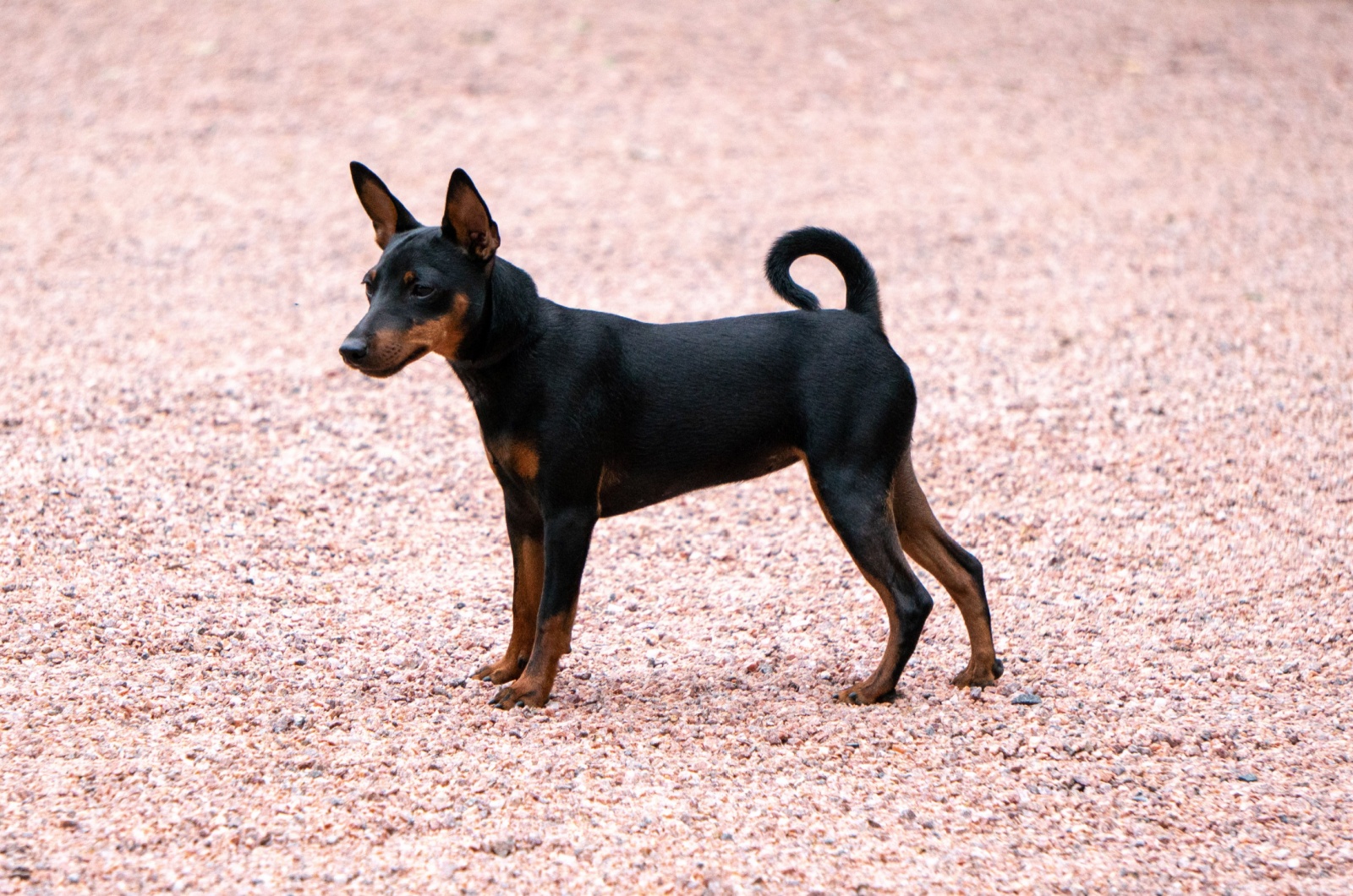 Toy Manchester Terrier