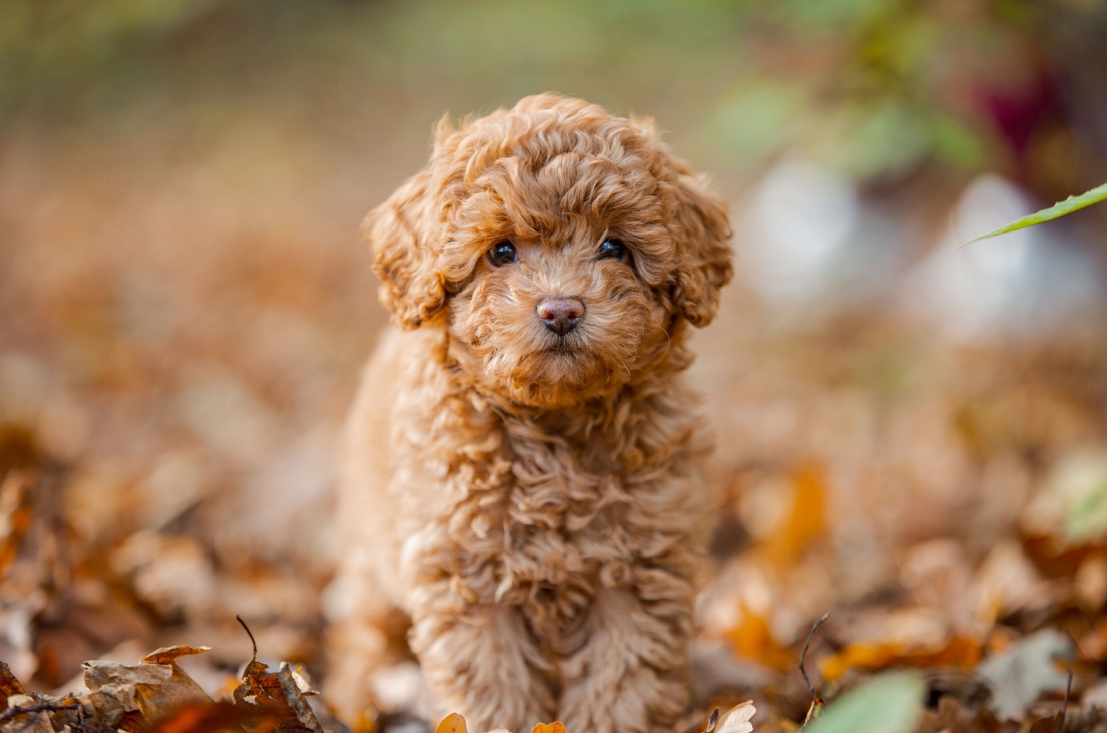 Toy Poodle