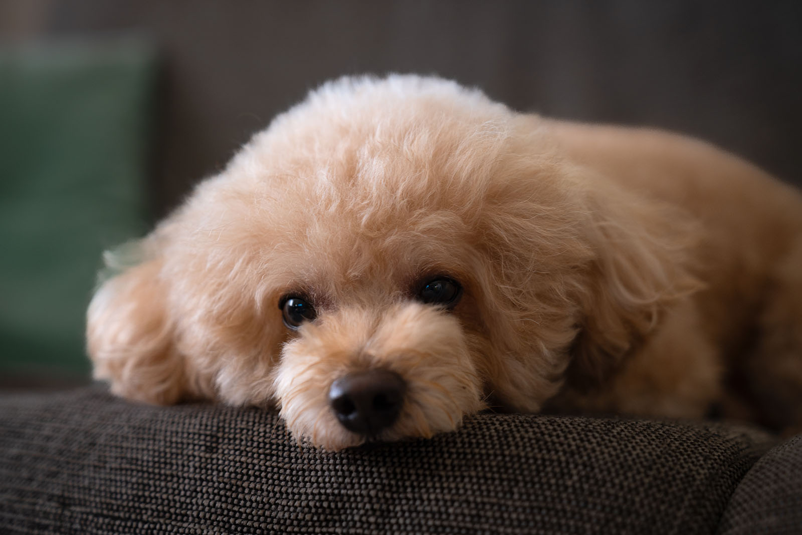 Toy Poodle