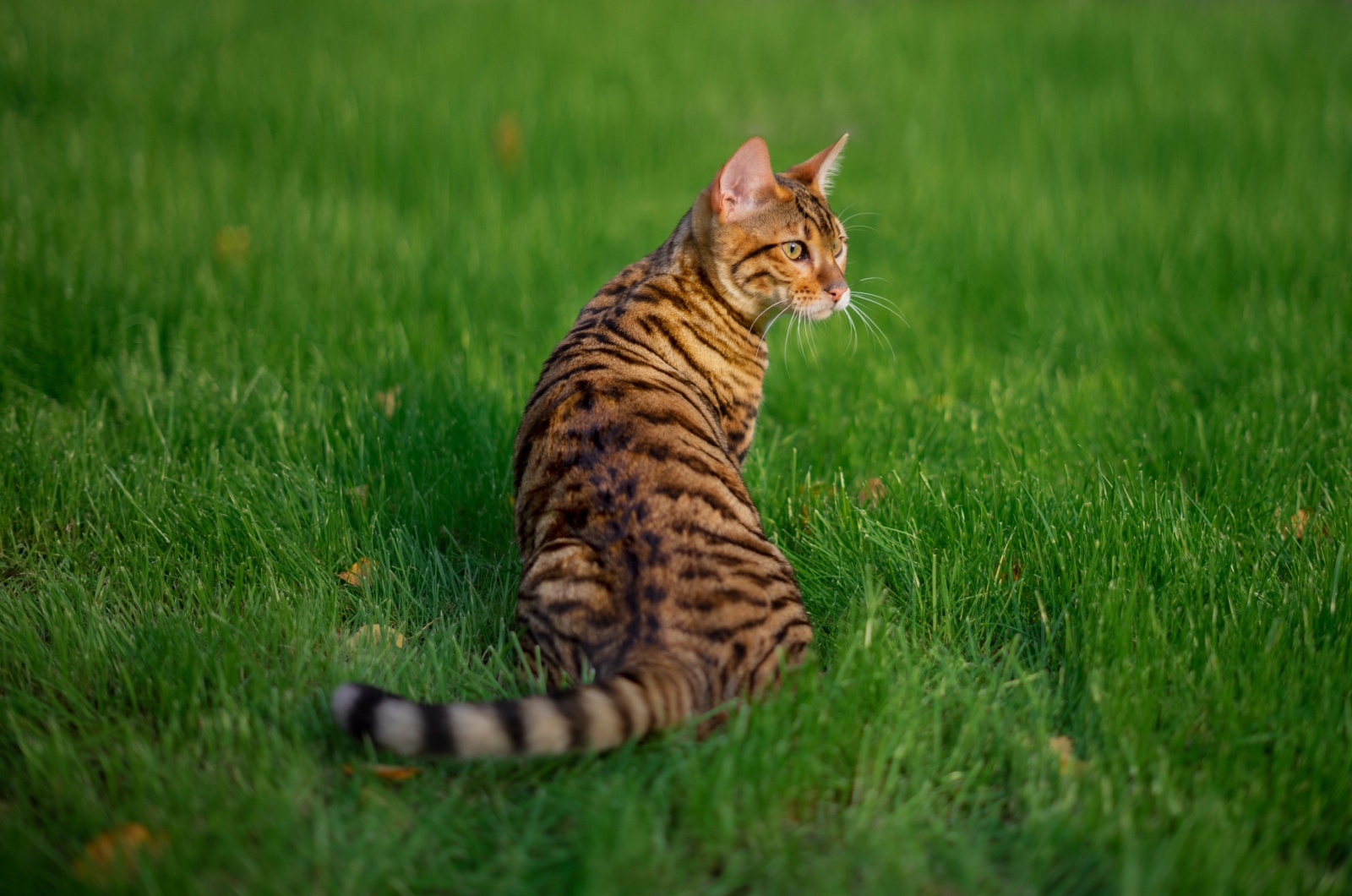 Toyger