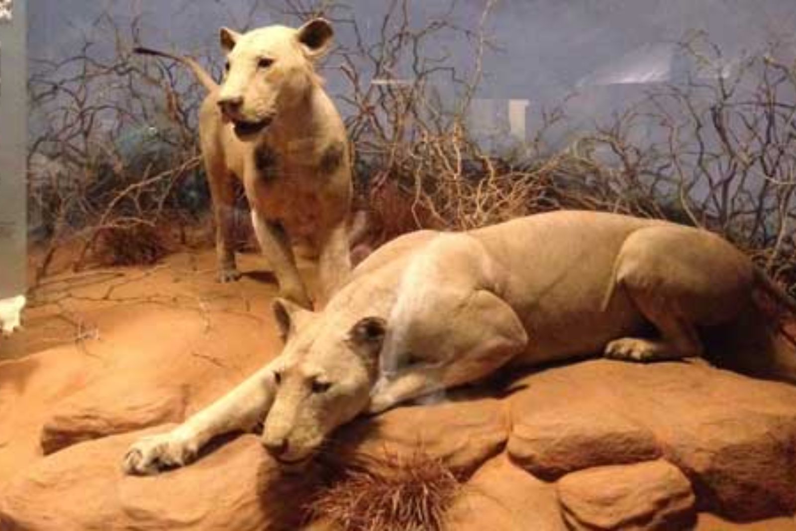 Tsavo Man-Eaters